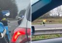 Incredible photos as officer attempts to catch runway goats on M5 near Stroud