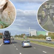 Traffic near Stroud held after goats spotted on M5