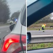 Incredible photos as officer attempts to catch runway goats on M5 near Stroud