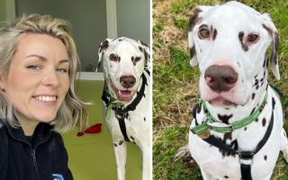 Cotswolds Dogs and Cats Home have launched a fundraising appeal to help 7-year-old Diego the Dalmatian