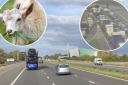 Traffic near Stroud held after goats spotted on M5