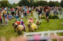 Sheep racing. Photo by Ed Shovelton