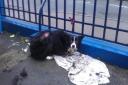 Abandoned collie dog left tied to railing outside RSPCA in Stroud