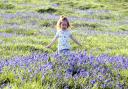 Sea of Blue during the dark days of Coronavirus, Mollie Frampton enjoying the bluebells in bloom on Cam Peak in Gloucestershire on Friday 24th April 2020..(PIC PAUL NICHOLLS) TEL 07718 152168.EDF ENERGY SOUTH WEST NEWS PHOTOGRAPHER OF THE YEAR