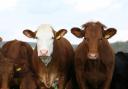 Stock image of cattle
