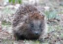 A native European hedgehog - a species in decline in the UK.