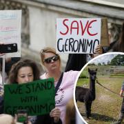 Demonstrators in Westminster during a protest march against the decision to put down Geronimo. Inset: Geronimo and owner Helen Macdonald at her farm in Wickwar