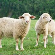 Sheep killed by dog and another severely injured