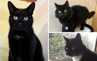 Three senior cats CJ, Cosmo (Mo) and Maverick are all looking for their forever homes