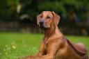 A Rhodesian Ridgeback injured a boy in Gloucester in January last year (library image)