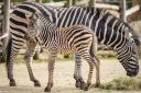 A four-day-old zebra foal, born on Saturday 16 April at the Wild Place Project in Bristol, with12-year-old mum Florence. Picture date: Wednesday April 20, 2022. PA Photo. See PA story ANIMALS Zebra . Photo credit should read: Ben Birchall/PA Wire.