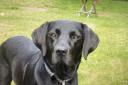 Two people from Dursley have been charged with causing suffering to a Labrador (library image)