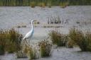 Great White Egret – a bird who lives on saltmarsh