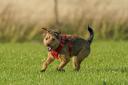 A new dog walking field could be opening soon near Dursley - library image by Steve Parsons / PA Wire