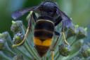 Residents in the Stroud district are being urged to report sightings of Asian hornets to the appropriate authorities.