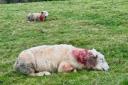 The state of two of the injured sheep this morning