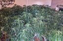 A total of 146 cannabis plants was seized.