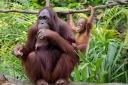 Orangutans are highly emotional animals