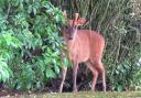 A Muntjac Deer photographed by Ange Watmough in Yate