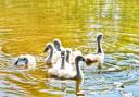 Cygnets enjoying the sun in Kingsgate Park, Yate, photographed by Natalie Rogers