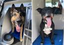 Police dogs Quest and Stella enjoying an air-conditioned ban and plenty of water