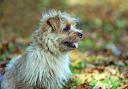 Library image of a Norfolk Terrier