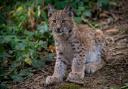 Pictured: Lynx at the Wild Place Project in Bristol. Photo Ben Birchall/PA