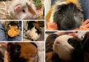 Guinea pigs being cared for by the Cotswold Dogs & Cats Home