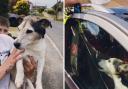Yate firefighters saved Boycie the Jack Russell from a car in Hawkesbury Upton