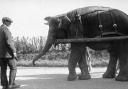 A Bostock and Wombell's Menagerie elephant pulling a wagon - picture issued by Wessex Archaeology