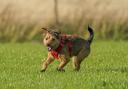 A new dog walking field could be opening soon in Winterbourne - library image by Steve Parsons / PA Wire