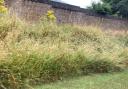 Thornbury Town Council is cutting back on its grass cutting to help improve biodiversity