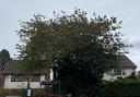 A resident has raised urgent concerns over a massive tree in the High Street in Cam