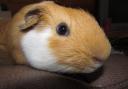 file picture of a Guinea Pig