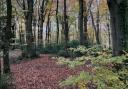 Hermitage Woodlands has officially been bought as a community asset