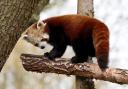 Endangered red panda Nilo settling in to his newly created habitat at Bristol Zoo Project