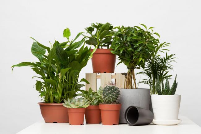 A collection of indoor plants. Credit: PA