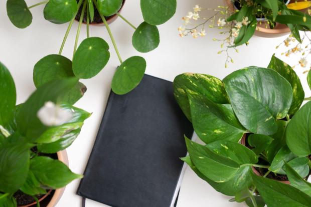 Gazette Series: A black notebook surrounded by indoor plants. Credit: PA