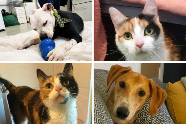 These 4 animals with the Cotswolds Dogs and Cats Home in Gloucestershire need forever homes (CDCH/Canva)