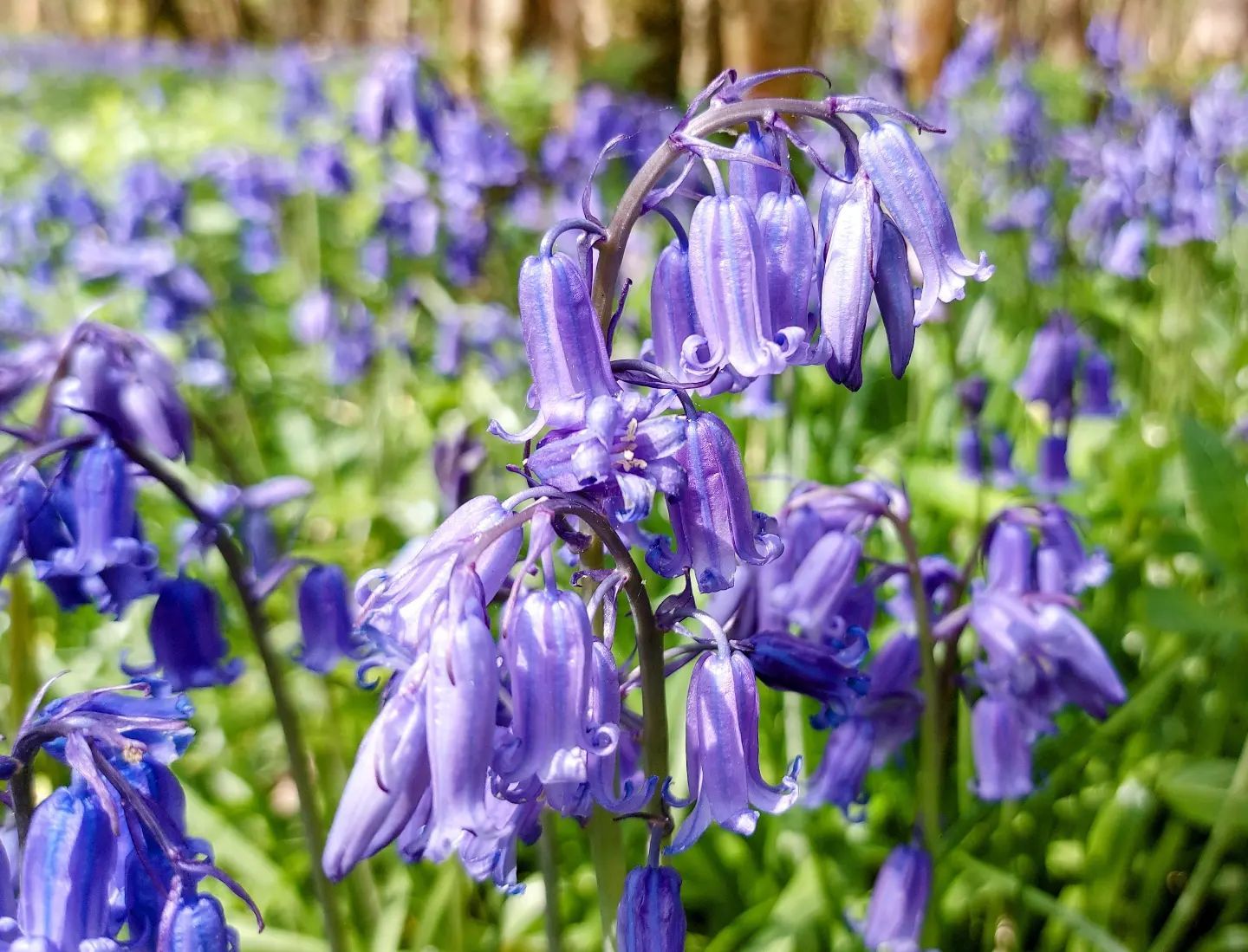 Chris Hailstones photo of bluebells in Harebushes Wood, Cirencester