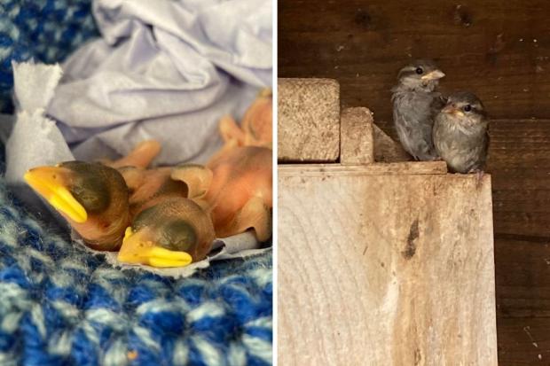 Left: Baby sparrows on the day they came in to Oak and Furrows. Right: The sparrows after careful hand rearing