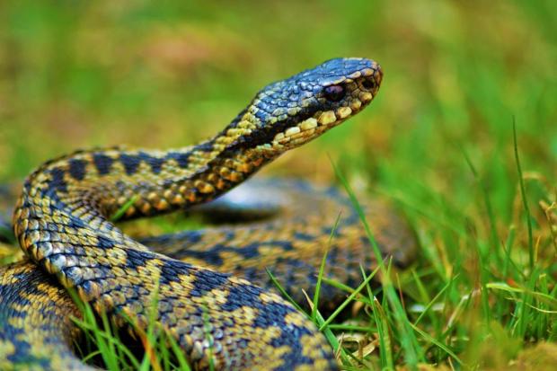 An adder has been spotted at Kingsgate Park. Picture: Newsquest staff