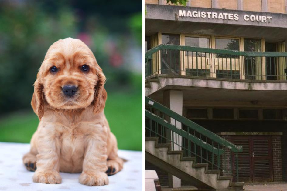 14 puppies and dogs seized from owners amid welfare concerns | Gazette Series 