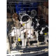 Some of the puppies found crammed in a van on the motorway after it was spotted in Cheltenham. Photos from West Mercia Police