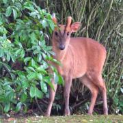 A Muntjac Deer photographed by Ange Watmough in Yate