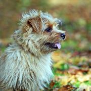 Library image of a Norfolk Terrier
