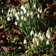 Snowdrops at the Rococo Garden in Painswick