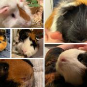 Guinea pigs being cared for by the Cotswold Dogs & Cats Home