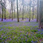 Rita Long took this photo in Stinchcombe Woods near Dursley