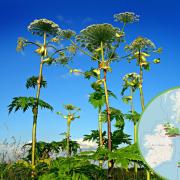 Dangerous toxic plant which can cause blindness spotted near Yate (WhatShed and Pixabay)